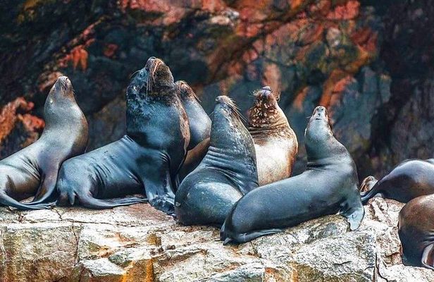 Ballestas Islands Tour & Paracas Reserve from Lima - Private Trip