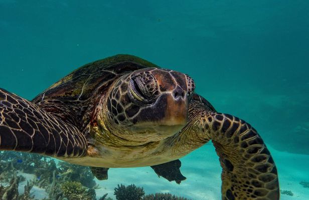 Half Day Snorkel 2.5hr Turtle Tour on the Ningaloo Reef, Exmouth