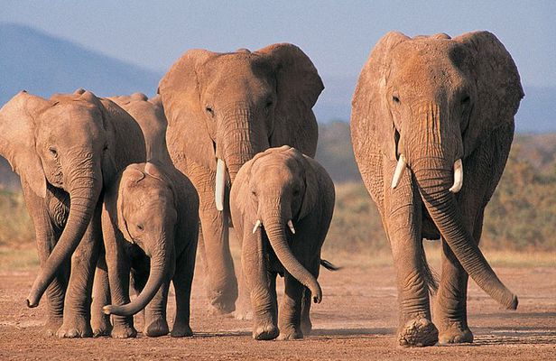 2 Day Safari Isimangaliso Wetland Park & Hluhluwe Imfolozi from Durban
