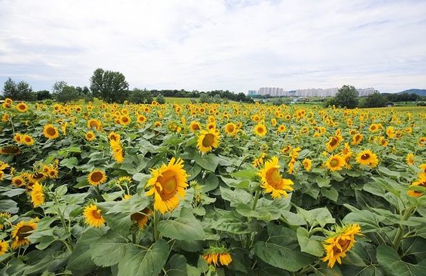 Private Full day Tour Anseong Farm Land with Gwangmyeong Cave