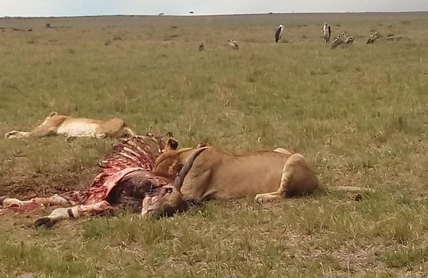 2 Days Safari to Maasai Mara NR - Mid range.
