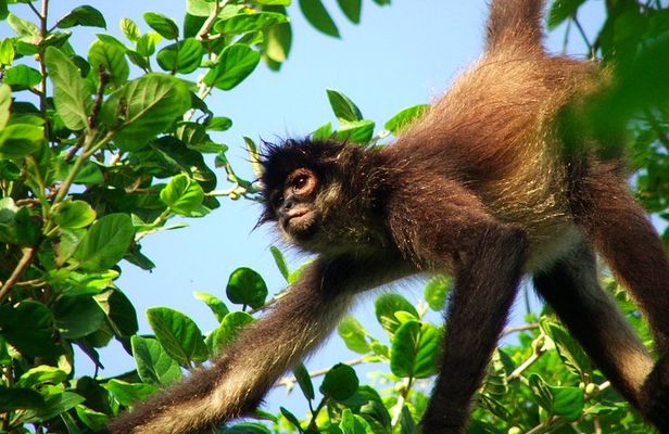 Private Tour Punta Laguna Monkey Sanctuary Zip Line