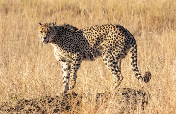 Private Tour : Africa's Big 5 Aquila Safari & Wine