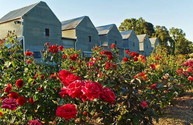 Pizzini Wines King Valley Esperienza - private wine tasting & grazing plate