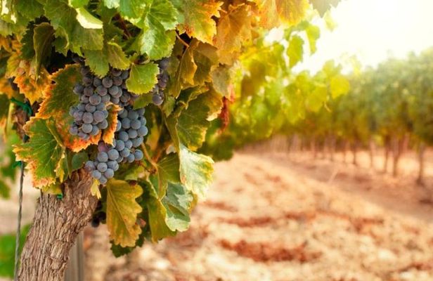 Chianti Half-Day Wine Tour in the Tuscan Hills Small Group from Lucca