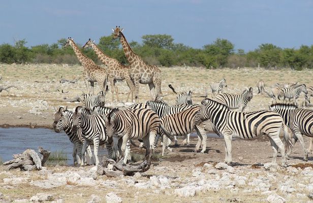 3 Day Etosha Private Guided Safari