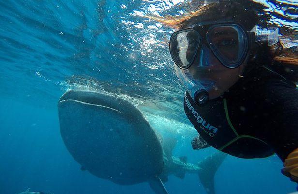 Cancun Whale Shark Small Group Tour on Spacious Boat w Transport