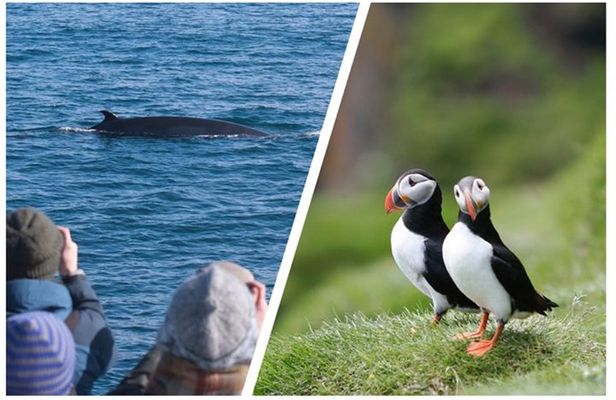 Two-In-One: Whale & Puffin Watching Tours from Reykjavik