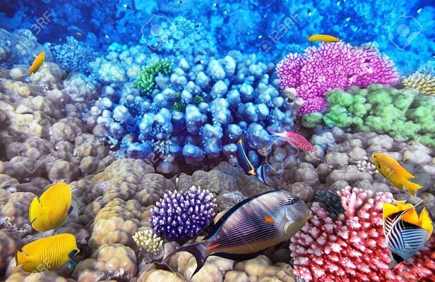 Full Day Diving Tour with profesional divers