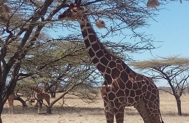 3 Days Safari to Samburu N/R and Ol Pejeta Conservancy.- Luxury.