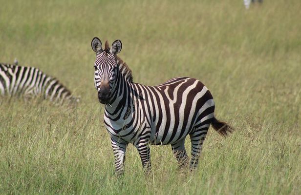 3 Days Safari Tour in Lake Manyara and Ngorngoro