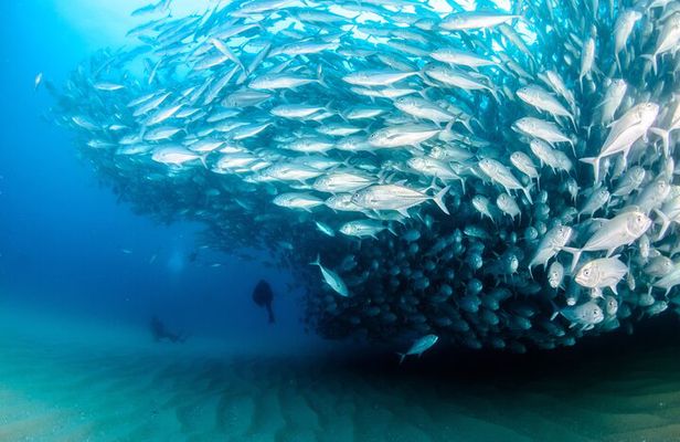 Cabo Pulmo 2 Tank Certified Dive with Lunch