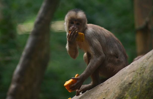 5 Days Cuyabeno Wildlife Reserve Adventure