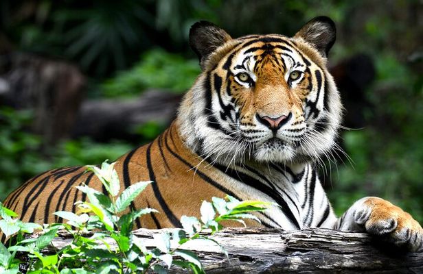 Golden Triangle Tour with Ranthambore by AC Car From Delhi