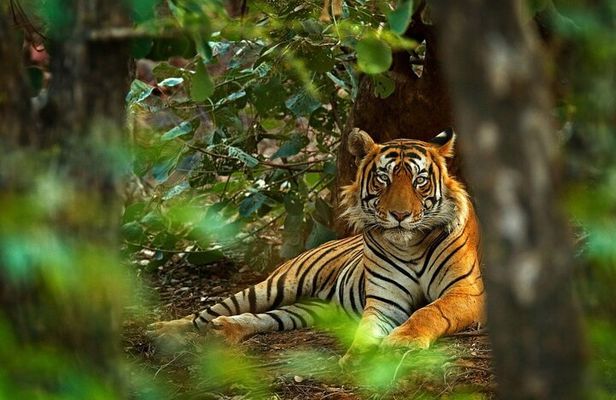 8-Day Private Golden Triangle Tour with a Ranthambore Wildlife Safari From Delhi