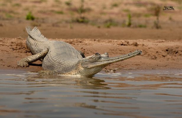 Sawai Madhopur: Private Chambal Crocodile Safari All-Inclusive