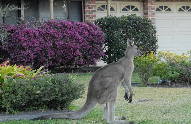Urban Kangaroos
