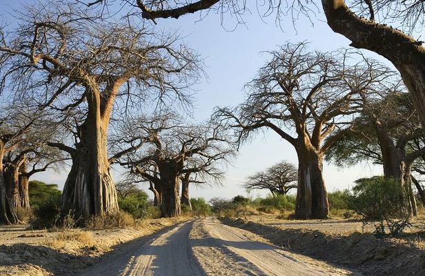 5 Days amazing tour to the Southern Circuit of Tanzania