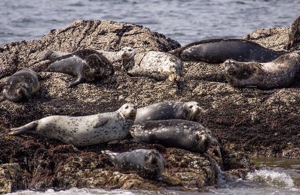 Morning Kayak & Seal Cruise