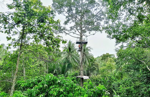 Samui Zipline Explore and Connect with Nature