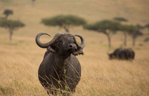 4 Days Safari to Maasai Mara N/R.