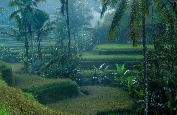 Best of Ubud: Private All-Inclusive Tour with Jungle Swing