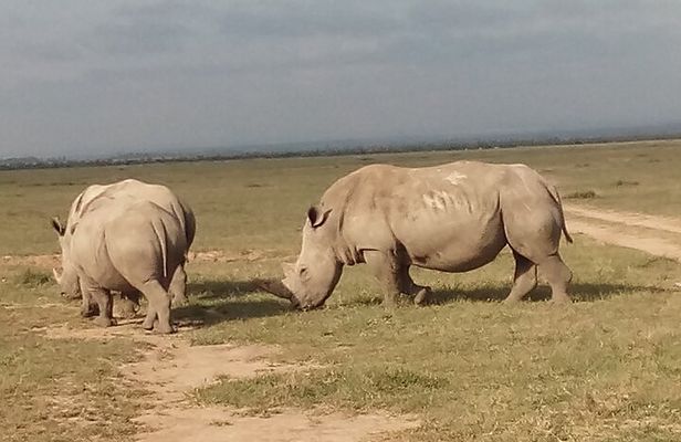 5 Days Safari to Samburu N/R Ol Pejeta Conservancy Hells Gate N/P, Lake Naivasha