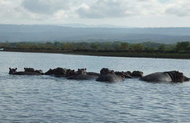 5 Days Safari to Amboseli N/P, Lake Naivasha, Maasai Mara N/R.