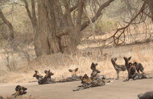 4 days / 3 Nights safari to Ruaha National park