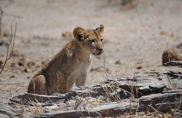 6 Days Ruaha and Mikumi adventures