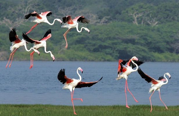 Birdwatching by Boat at Kalametiya Sanctuary