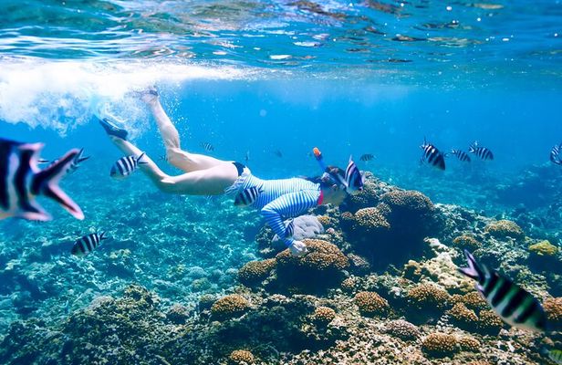 Snorkeling at Coral Island from Trincomalee