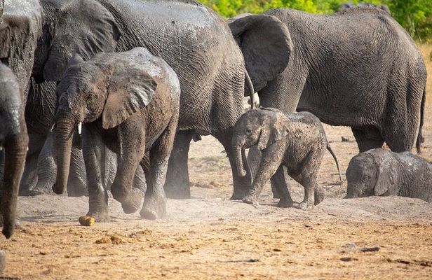 Kruger National Park Best Tour