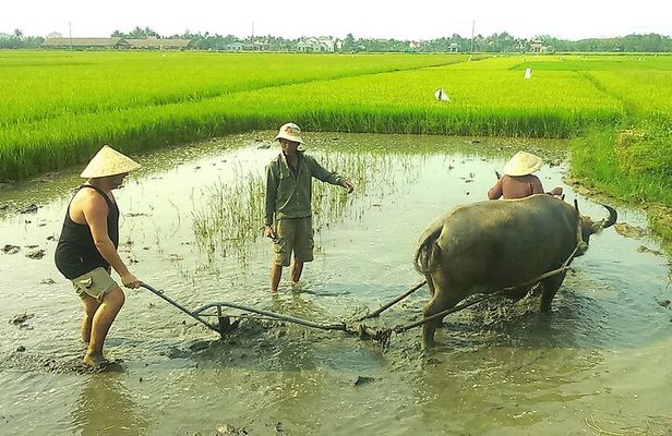 Half-day Farming life with wet rice from Hoi An
