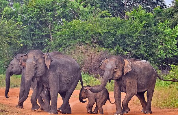 Udawalawe National Park Safari from Galle