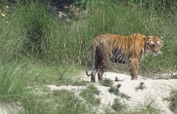 5 Days Bardia National Park Tour with Palpa Overnight Stay