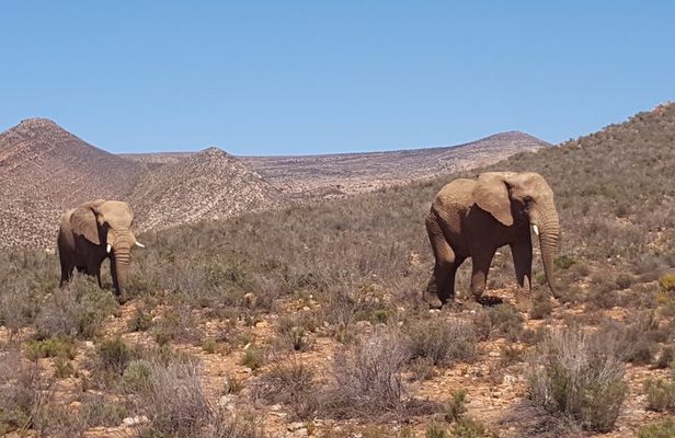 Full-Day Safari Aquila Game Reserve from Cape Town