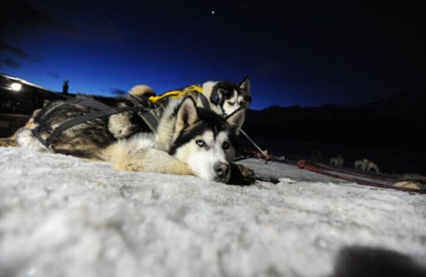 Ushuaia: Snow & Fire: Dog Sled and Snowshow By Night