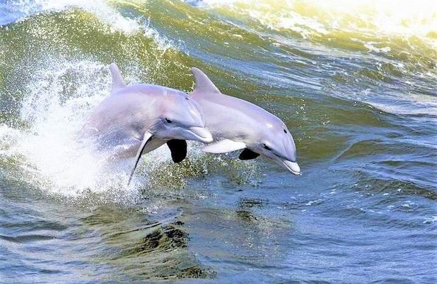 Hilton Head Island Dolphin Watching Nature Cruise
