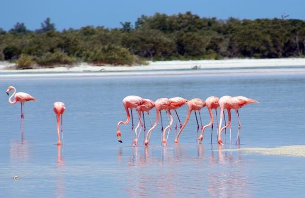 Private Rio Lagartos Flamingo and pink lakes