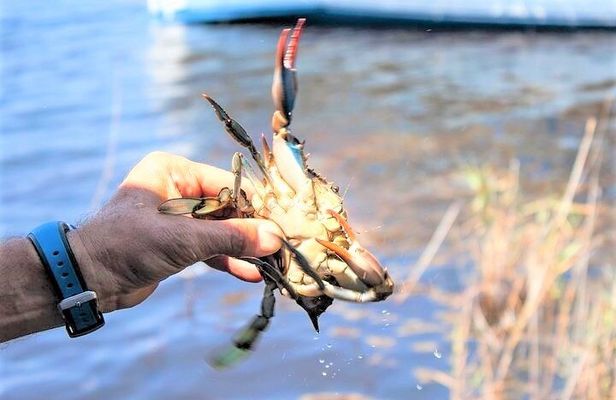 Hilton Head Crabbing Expedition Boat Cruise
