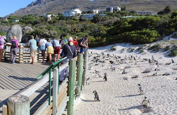 Cape of Good Hope Penguins From Cape Town Excl Entry Fees Tour