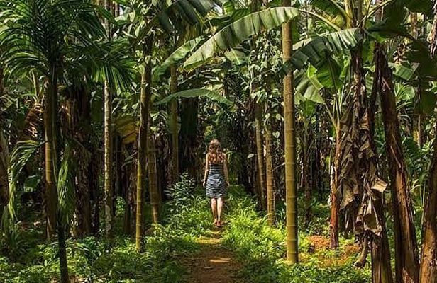 Private Tour of Butterfly Sanctuary and Spice Plantation