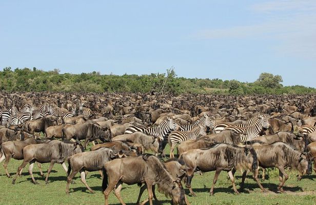 5-Days Masai Mara & Lake Nakuru Lodge Safari