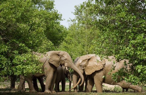 5Days Ghana Safari Tour