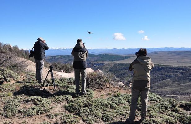 Photo Discovering Condors & Birdwatching - Full Day Tour in Private Service