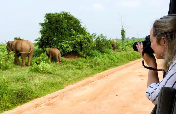 Mirissa to Ella Shuttle & Safari Drive (Breakfast included)