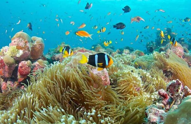 Snorkeling at Blue Lagoon, Star fish and The Rock Restaurant