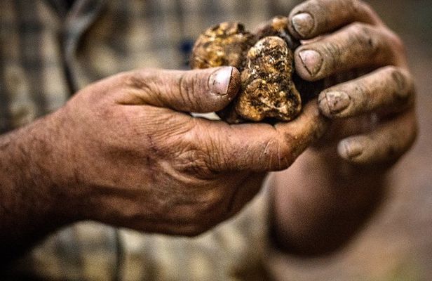 Langhe Truffle hunting Experience
