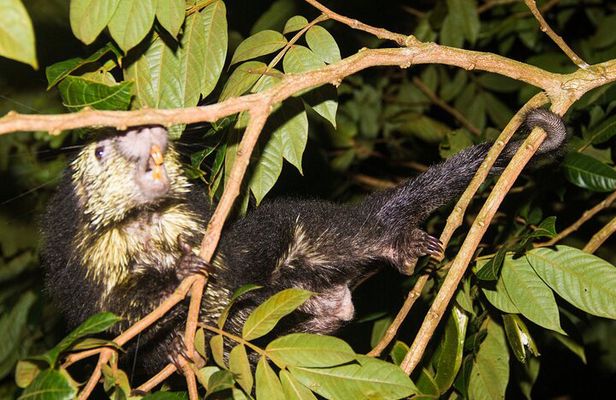 Night Walk Tour: the night life of the forest